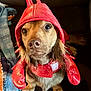 Oscar Meyer joined the competition — help win amazing prizes! dog, costume, lobster, red, pet, animal, cute, indoor, portrait, brown, fur, eyes, face, sitting, blanket, couch, fabric, closeup, adorable, funny