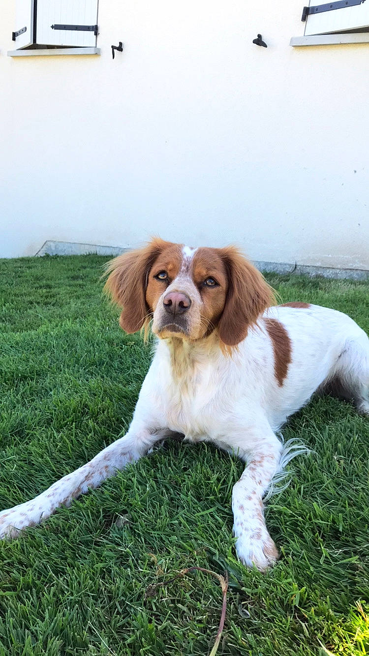 Neska participe au concours pour gagner de l'argent avec cette photo : brittany, canidae, carnivore, companion_dog, dog, dog_breed, drentse_patrijshond, french_spaniel, german_longhaired_pointer, irish_red_and_white_setter, king_charles_spaniel, kooikerhondje, mammal, rare_breed_dog, setter, small_munsterlander, spaniel, sporting_group, vertebrate, welsh_springer_spaniel
