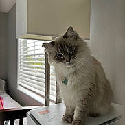 Chillin is registered to the contest to win money with this photo: cat, fluffy_fur, blue_eyes, curious, sitting, whiskers, paws, lamp, window_blinds, window, indoor, bedroom, printer, pet_tag, fur, portrait, soft_light, cozy, furniture, household_object