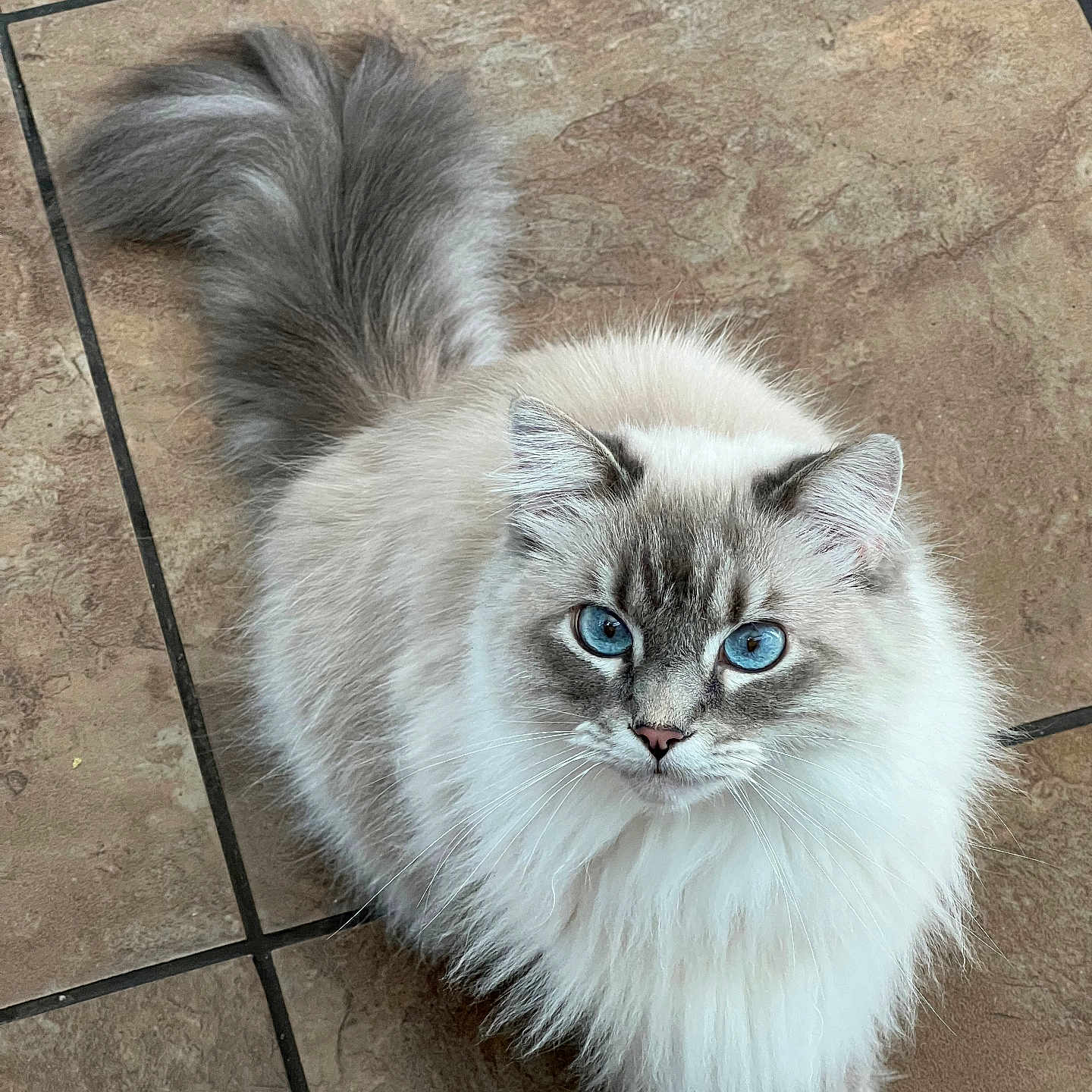 Chillin joined the competition — help win amazing prizes! blue_eyes, cat, close_up, cute, domestic_animal, ears, feline, floor_tiles, fluffy, indoor, long_hair, looking_up, muzzle, paws, pet, portrait, ragdoll, sitting, tail, whiskers