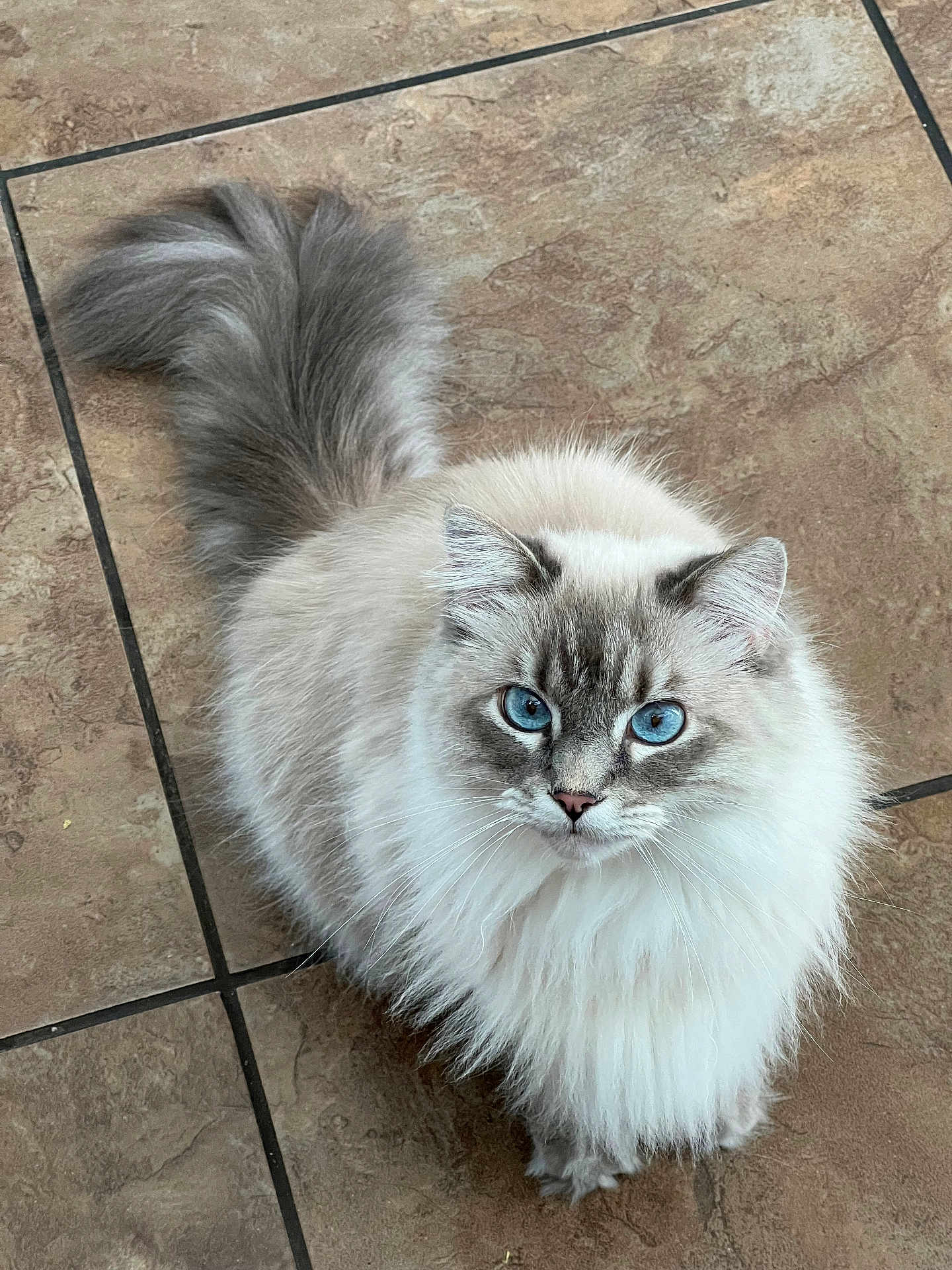 Chillin joined the competition — help win amazing prizes! cat, ragdoll, blue_eyes, fluffy, long_hair, pet, feline, whiskers, tail, looking_up, indoor, floor_tiles, portrait, cute, paws, muzzle, ears, domestic_animal, close_up, sitting