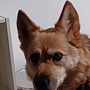 Bailey joined the competition — help win amazing prizes! bowl, brown_fur, canine, close_up, companion, curious, dog, domestic_animal, ears, eyes, face, furniture, indoor, muzzle, nose, pet, portrait, shelf, whiskers, white_wall