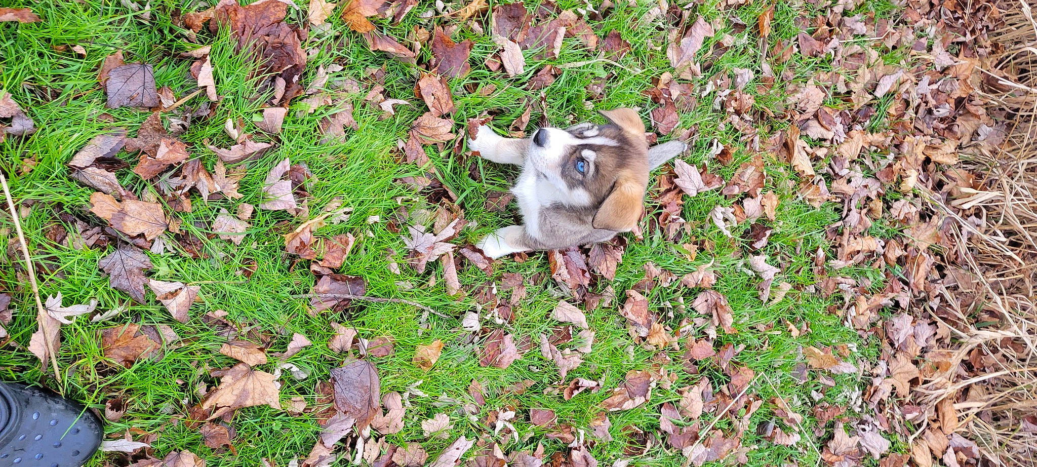 Nova joined the competition — help win amazing prizes! autumn, companion_dog, dog_breed, fawn, felidae, fur, garden, grass, groundcover, leaf, plant, soil, tail, terrestrial_animal, wildlife