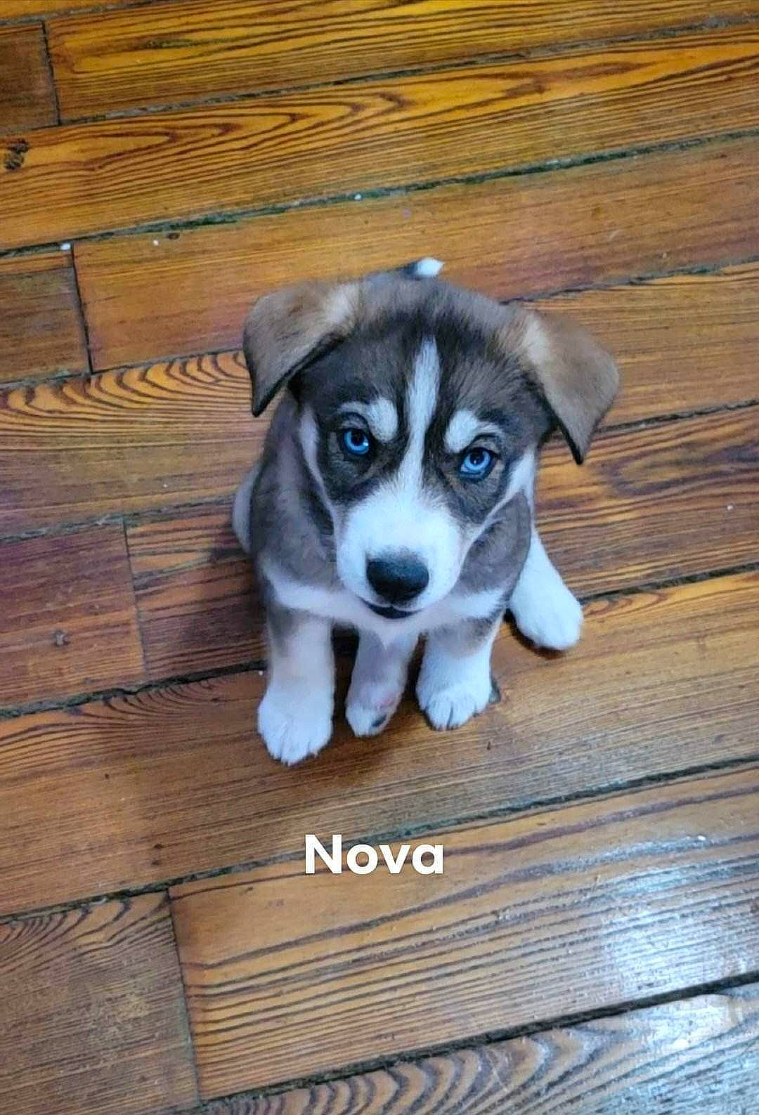 Nova joined the competition — help win amazing prizes! canidae, carnivore, companion_dog, dog, dog_breed, fawn, flooring, fur, hardwood, paw, plank, puppy, sporting_group, toy_dog, varnish, whiskers, wood, wood_flooring, wood_stain, working_animal