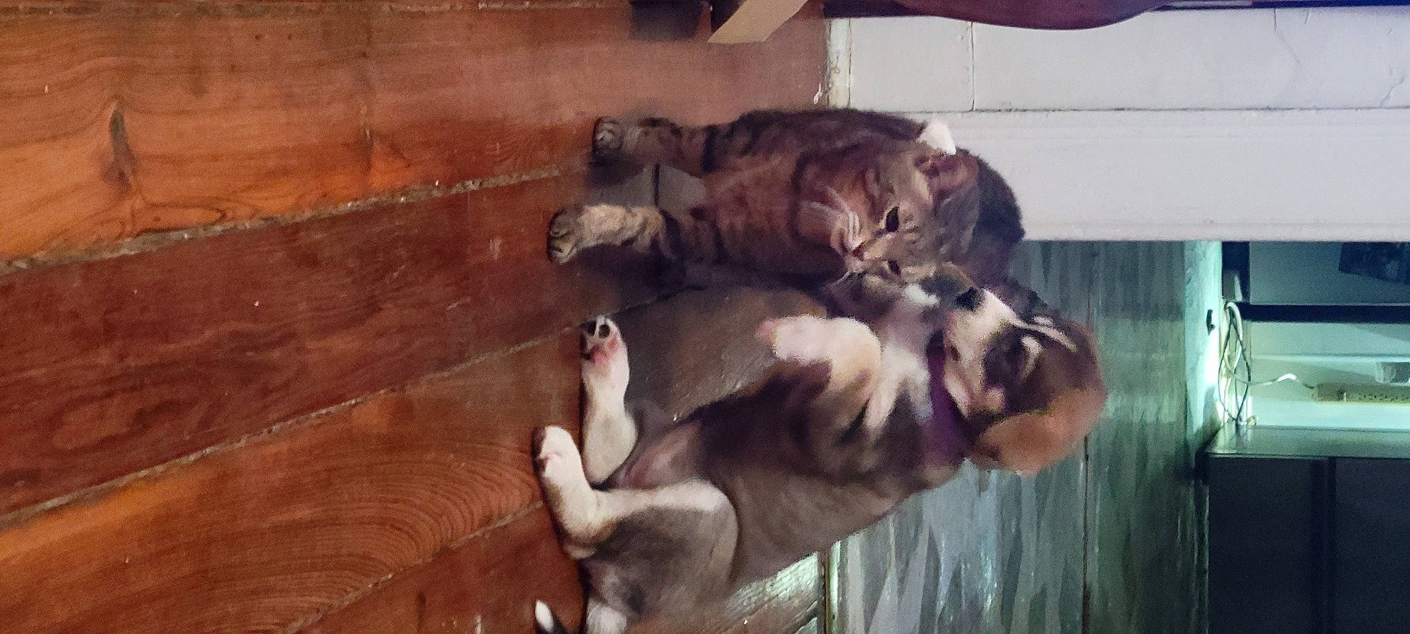 Nova joined the competition — help win amazing prizes! bengal_tiger, big_cats, canidae, carnivore, companion_dog, dog_breed, fawn, felidae, fur, hardwood, lion, roar, small_to_medium_sized_cats, snout, sporting_group, tail, terrestrial_animal, tiger, whiskers, wood