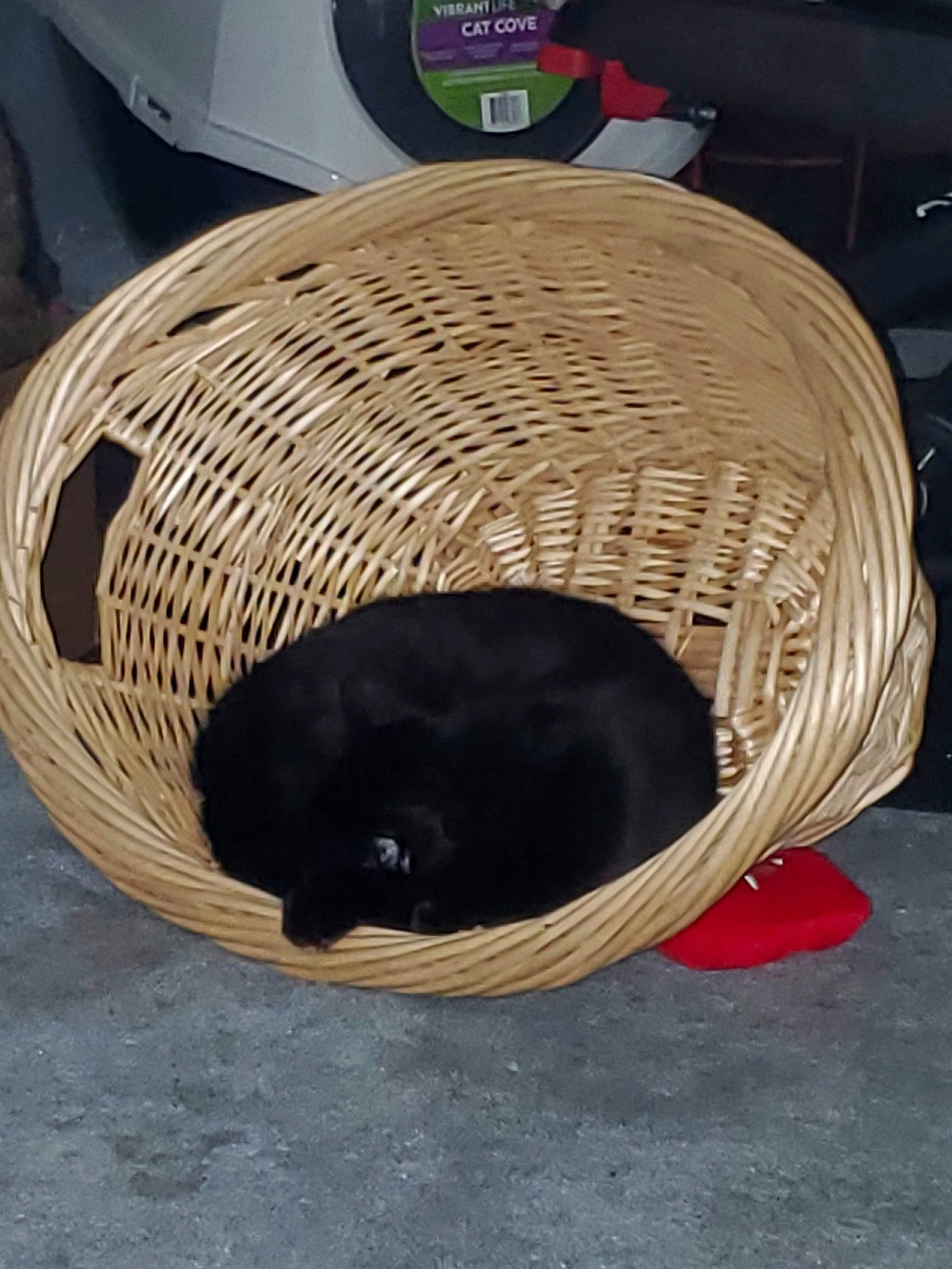 Midnight joined the competition — help win amazing prizes! automotive_design, automotive_exterior, automotive_tire, automotive_wheel_system, basket, carnivore, cat, comfort, felidae, fender, pet_supply, rim, storage_basket, synthetic_rubber, terrestrial_animal, tire, tread, whiskers, wicker, wood