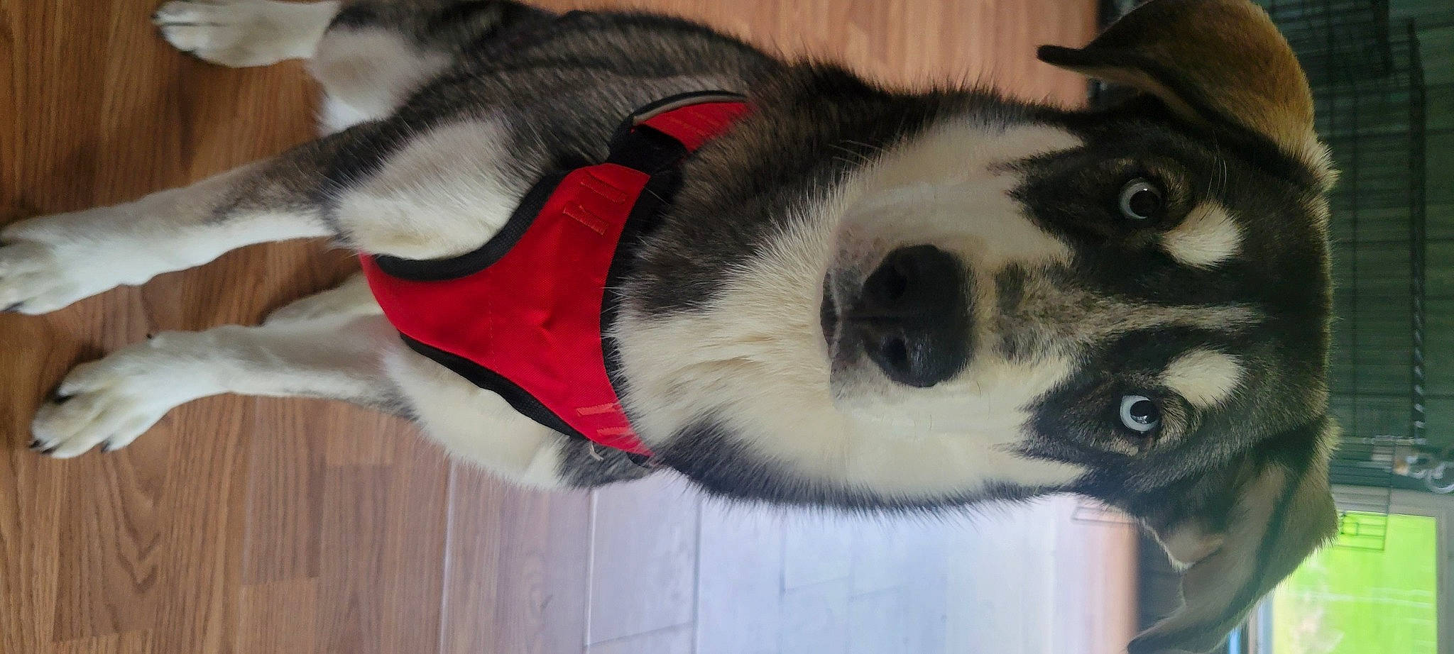 Nola is registered to the contest to win money with this photo: canidae, carmine, carnivore, collar, companion_dog, dog, dog_breed, ear, eyelash, fawn, felidae, fur, non_sporting_group, paw, small_to_medium_sized_cats, snout, sporting_group, tail, whiskers, window