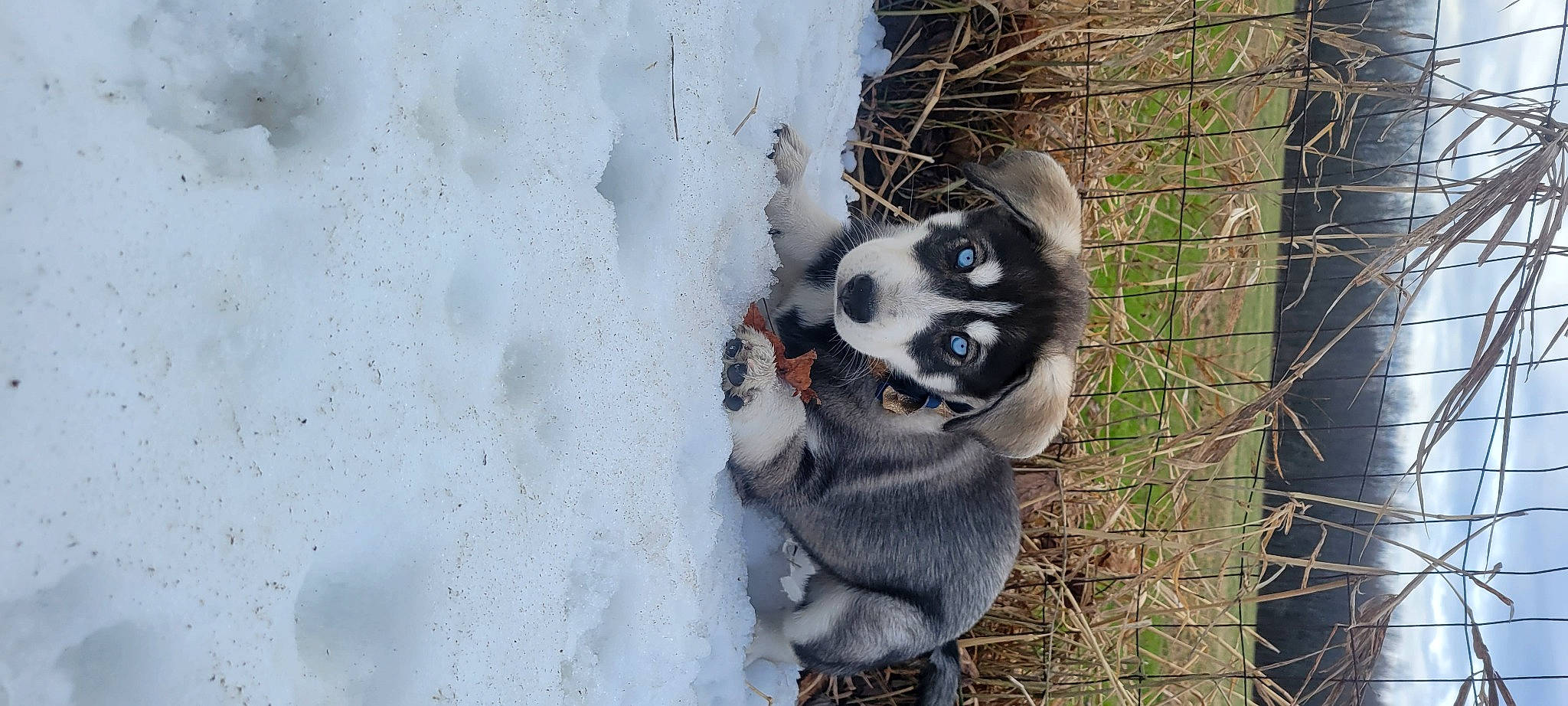 Nola is registered to the contest to win money with this photo: canidae, carnivore, collar, dog, dog_breed, dog_supply, fawn, fur, grass, lemur, mesh, plant, snout, snow, sporting_group, tail, terrestrial_animal, twig, whiskers, window