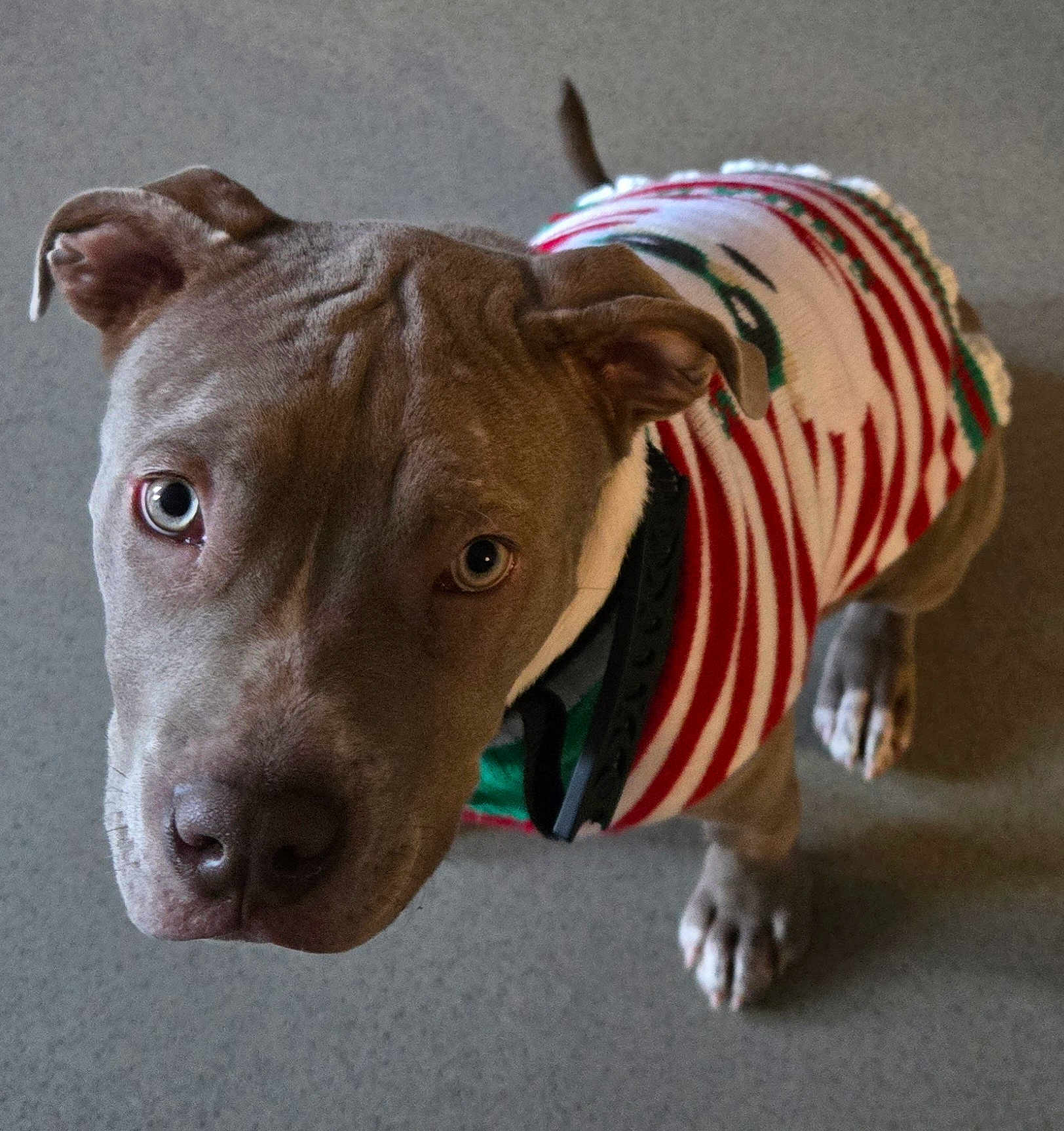 Athéna a rejoint le concours — aidez-le/la à gagner de superbes lots ! dog, pet, canine, sweater, clothing, indoor, looking_up, close_up, brown_dog, short_hair, ears, paws, floor, animal, cute, portrait, domestic_animal, young_dog, expression, collar