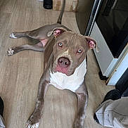 Athéna a rejoint le concours — aidez-le/la à gagner de superbes lots ! dog, pitbull, canine, pet, lying_down, looking_up, wood_floor, kitchen, stove, appliance, cardboard_box, scooter, paws, eyes, nose, ears, owner_legs, home_interior, portrait, indoor