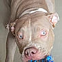 canine, chewing, close_up, companionship, dog, ears, floor, fur, indoor, light_eyes, looking_up, muzzle, pet, pink_nose, pitbull, playful, portrait, rope_toy, toy, wrinkled_skin