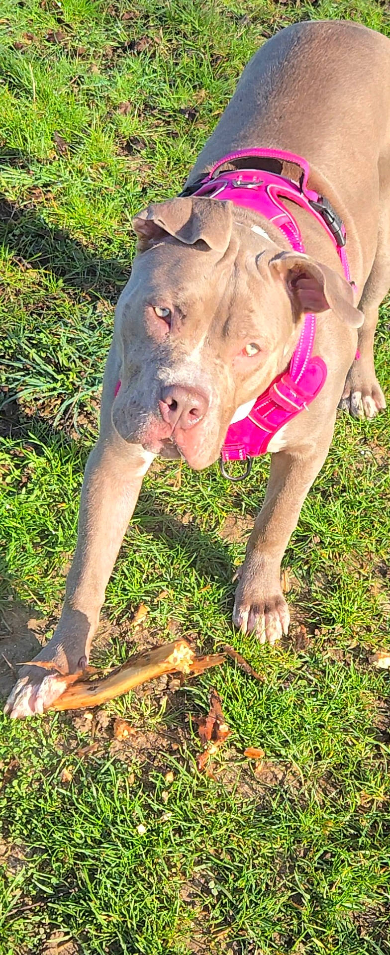 chewing, close_up, collar, dog, ears, eyes, grass, ground, harness, muzzle, outdoor, paws, pet, pink_harness, pitbull, playful, shadow, snout, stick, sunlight