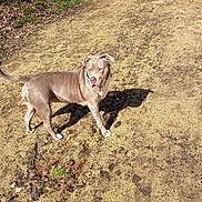 Athéna participe au concours pour gagner de l'argent avec cette photo : dog, outdoor, dirt_path, shadow, tree, grass, sunlight, animal, canine, pet, nature, walking, alert, brown_coat, daytime, park, trail, standing, curious, environment