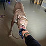 Athéna a rejoint le concours — aidez-le/la à gagner de superbes lots ! arm, bracelet, cabinet, dog, floor, focused_eyes, fridge, human_hand, indoor, paw, pet, pit_bull, playing, rope_toy, scooter, stool, sweater, toy, tug_of_war, watermark
