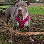 bench, canine, dog, ears, eyes, grass, harness, leaves, mud, muzzle, nose, outdoor, park, paws, pink_harness, pitbull, portrait, sky, stick, tree