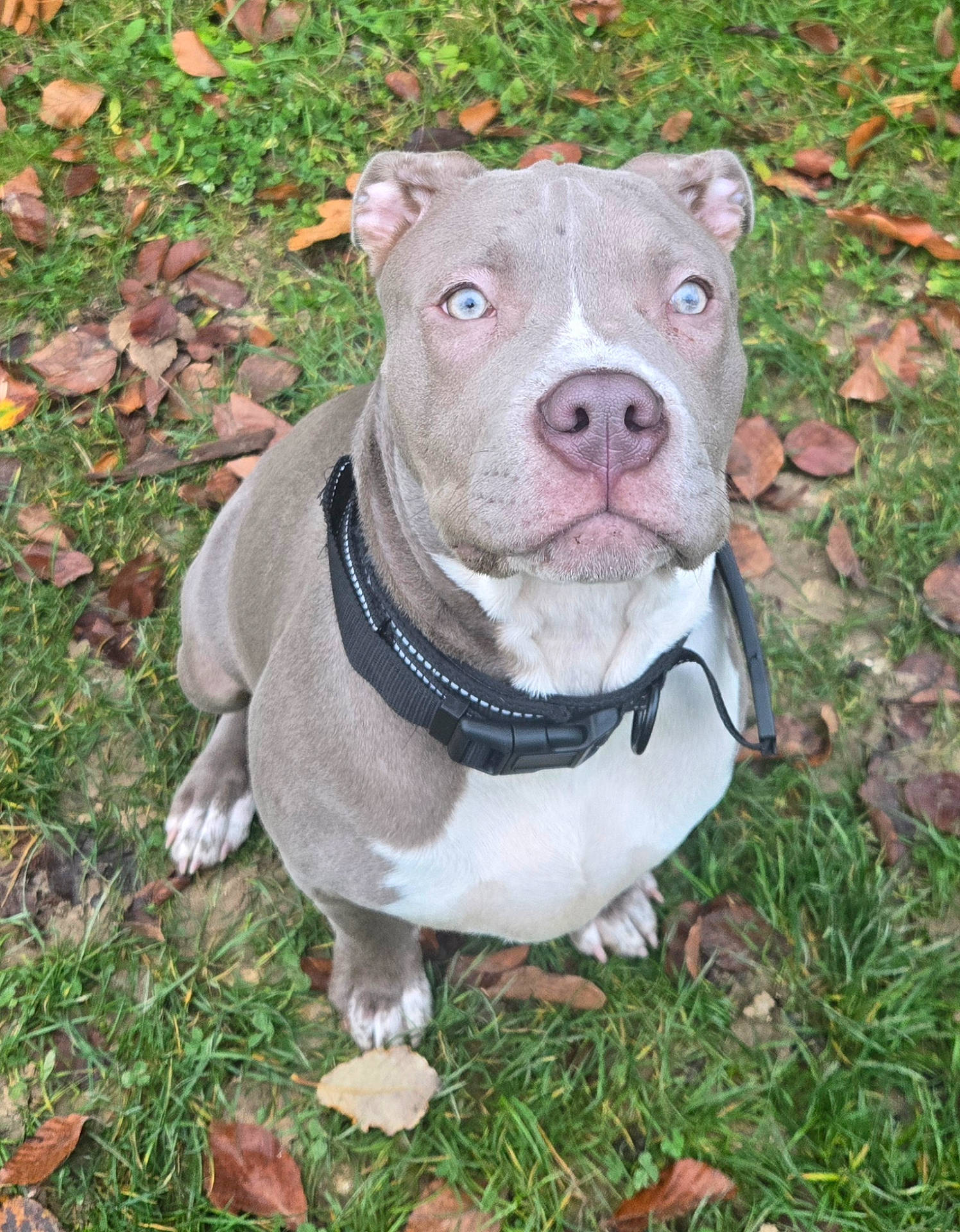 animal, blue_eyes, canine, collar, cute, dog, ears, fall, fur, grass, leaves, looking_up, nature, outdoor, paw, pet, pitbull, portrait, sitting, snout