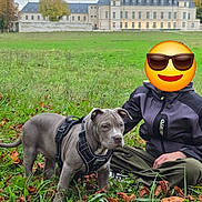 Athéna a rejoint le concours — aidez-le/la à gagner de superbes lots ! architecture, building, canine, cloudy_sky, dog, emoji_face, fall, field, grass, greenery, harness, historic_building, jacket, leaves, nature, outdoor, pants, person, pet, sitting