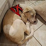 Ally participe au concours pour gagner de l'argent avec cette photo : dog, sleeping, harness, floor, tile, pet, animal, resting, cozy, indoor, cushion, white, beige, fur, paw, tail, calm, cute, relaxed, quiet