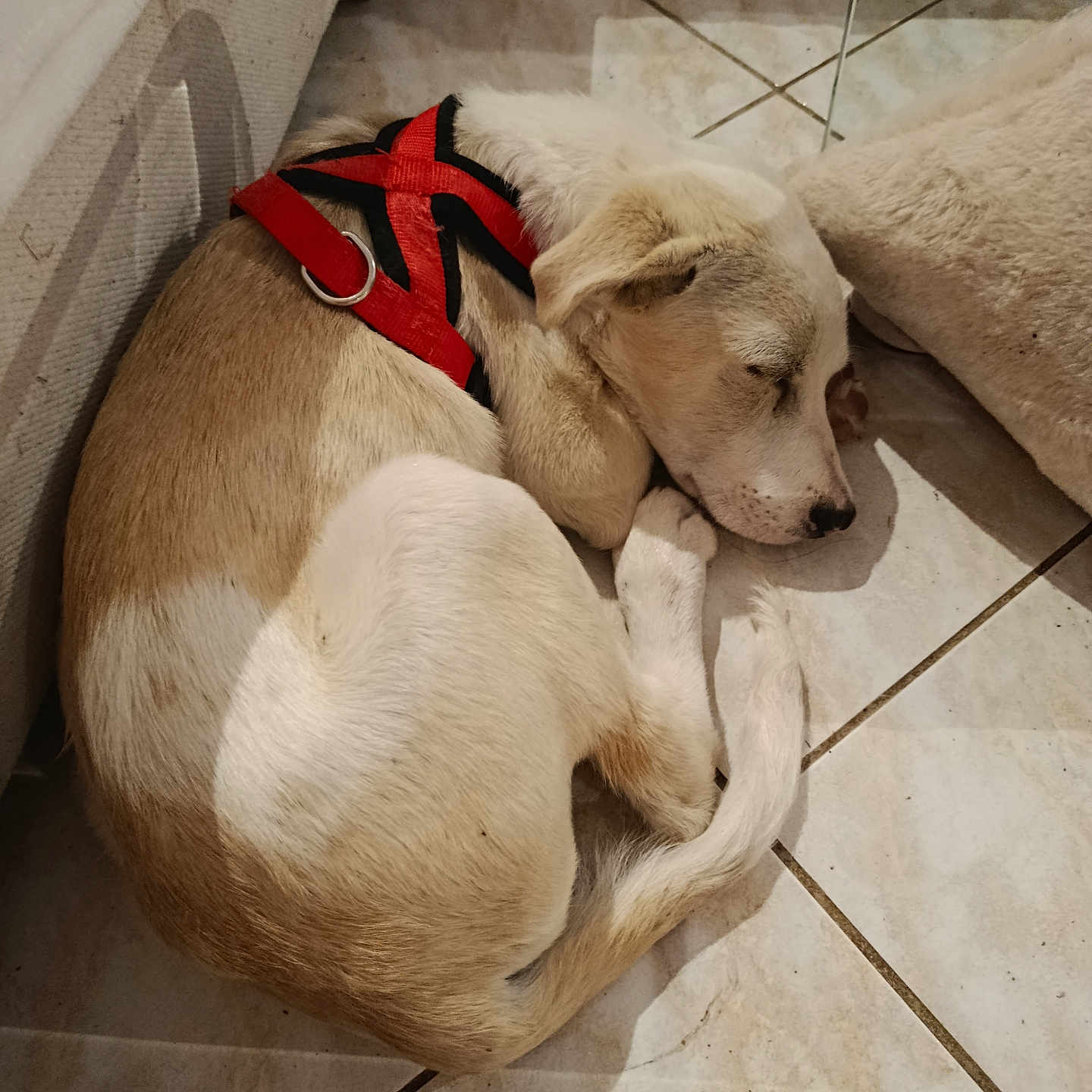Ally participe au concours pour gagner de l'argent avec cette photo : dog, sleeping, harness, floor, tile, pet, animal, resting, cozy, indoor, cushion, white, beige, fur, paw, tail, calm, cute, relaxed, quiet