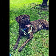 Copper joined the competition — help win amazing prizes! dog, brindle, grass, outdoor, tree, collar, harness, canine, pet, tongue_out, park, nature, animal, relaxed, summer, greenery, leash, resting, sunlight, happy