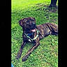 dog, brindle, grass, outdoor, tree, collar, harness, canine, pet, tongue_out, park, nature, animal, relaxed, summer, greenery, leash, resting, sunlight, happy