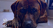 Copper is registered to the contest to win money with this photo: animal, brown, calm, canine, closeup, daylight, dog, floor, furniture, house, indoor, looking, nail, paw, pet, portrait, quiet, relaxed, resting, window