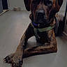 Copper joined the competition — help win amazing prizes! dog, brindle, indoor, floor, paws, crossed_legs, window, harness, pet, canine, resting, light, shadow, home, animal, fur, ears, nails, quiet, calm