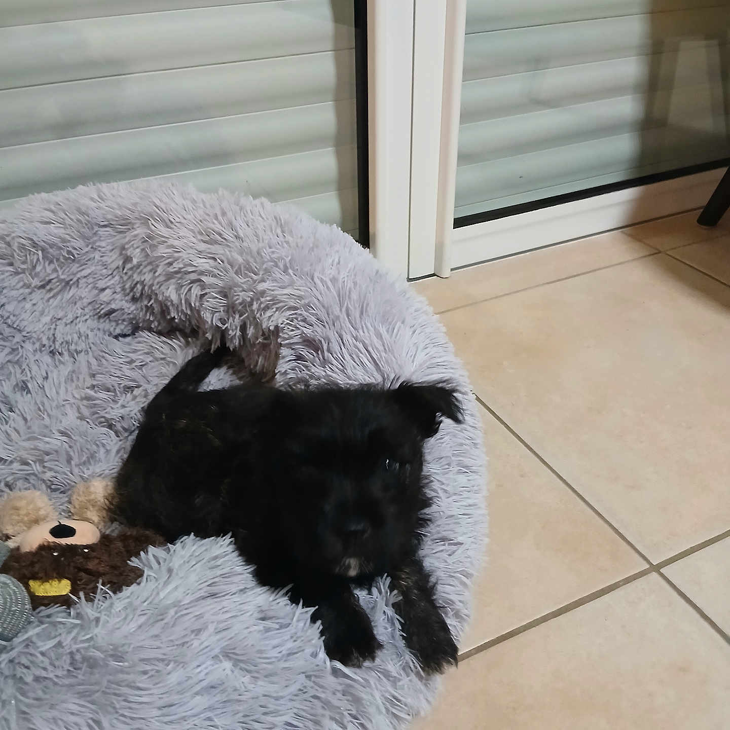 Alaska participe au concours pour gagner de l'argent avec cette photo : animal, black_dog, companion, cozy, cute, dog, door, fluffy, furry, glass_door, home_interior, indoor, pet_bed, plush_toy, relaxed, resting, small_dog, tile_floor, toy, window