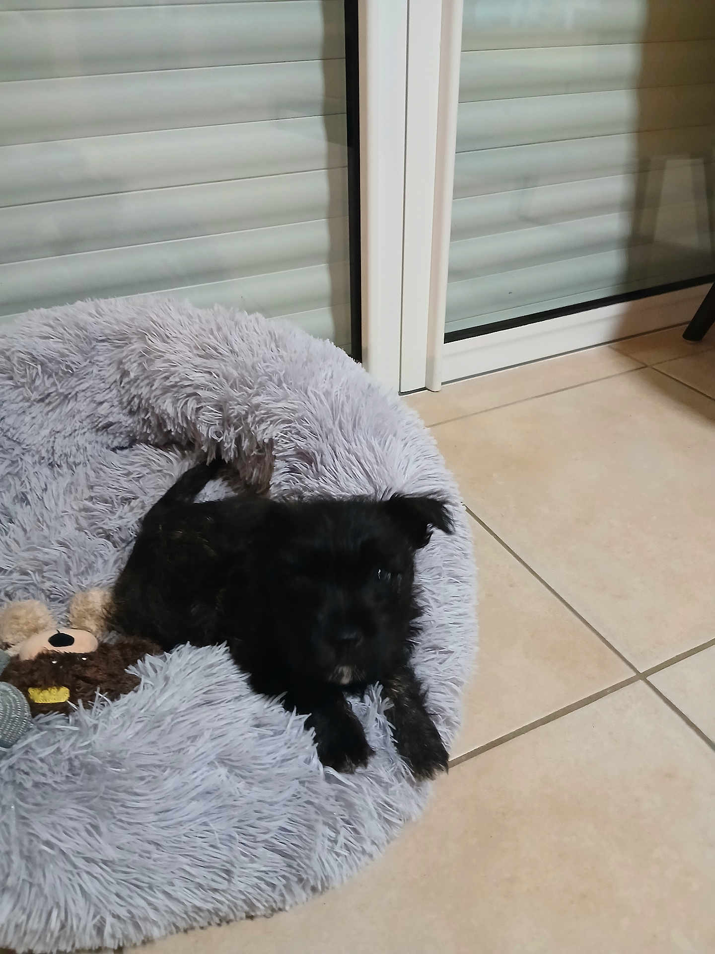 Alaska participe au concours pour gagner de l'argent avec cette photo : dog, pet_bed, plush_toy, black_dog, indoor, tile_floor, glass_door, cozy, small_dog, furry, resting, home_interior, window, door, toy, animal, companion, cute, relaxed, fluffy