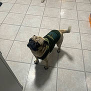 Bob joined the competition — help win amazing prizes! dog, pug, pet, indoor, floor, tile_floor, green_jacket, curious, animal, canine, companion, domestic, kitchen, box, standing, looking_up, tail, fur, small_dog, two_dogs