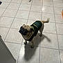dog, pug, pet, indoor, floor, tile_floor, green_jacket, curious, animal, canine, companion, domestic, kitchen, box, standing, looking_up, tail, fur, small_dog, two_dogs