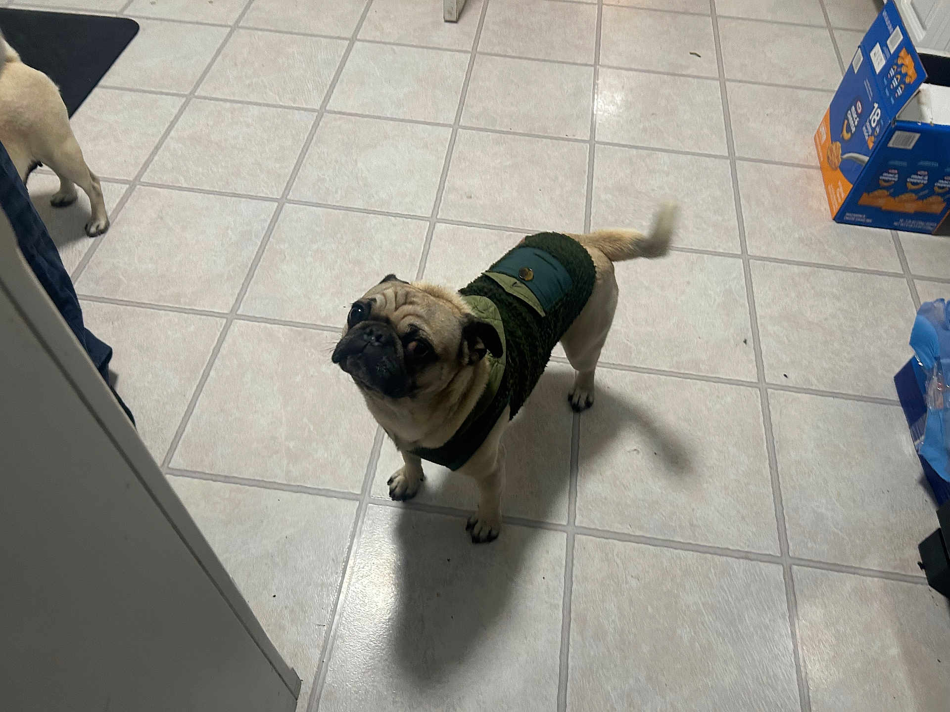 Bob