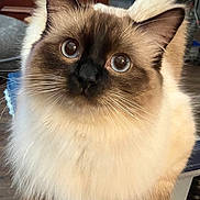 Vanilla Bean is registered to the contest to win money with this photo: cat, fluffy, indoor, curious, wide_eyes, cream_color, brown_color, pet, feline, whiskers, ears, fur, domestic, close_up, animal, cute, looking_up, household, wooden_furniture, soft