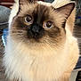 cat, fluffy, indoor, curious, wide_eyes, cream_color, brown_color, pet, feline, whiskers, ears, fur, domestic, close_up, animal, cute, looking_up, household, wooden_furniture, soft