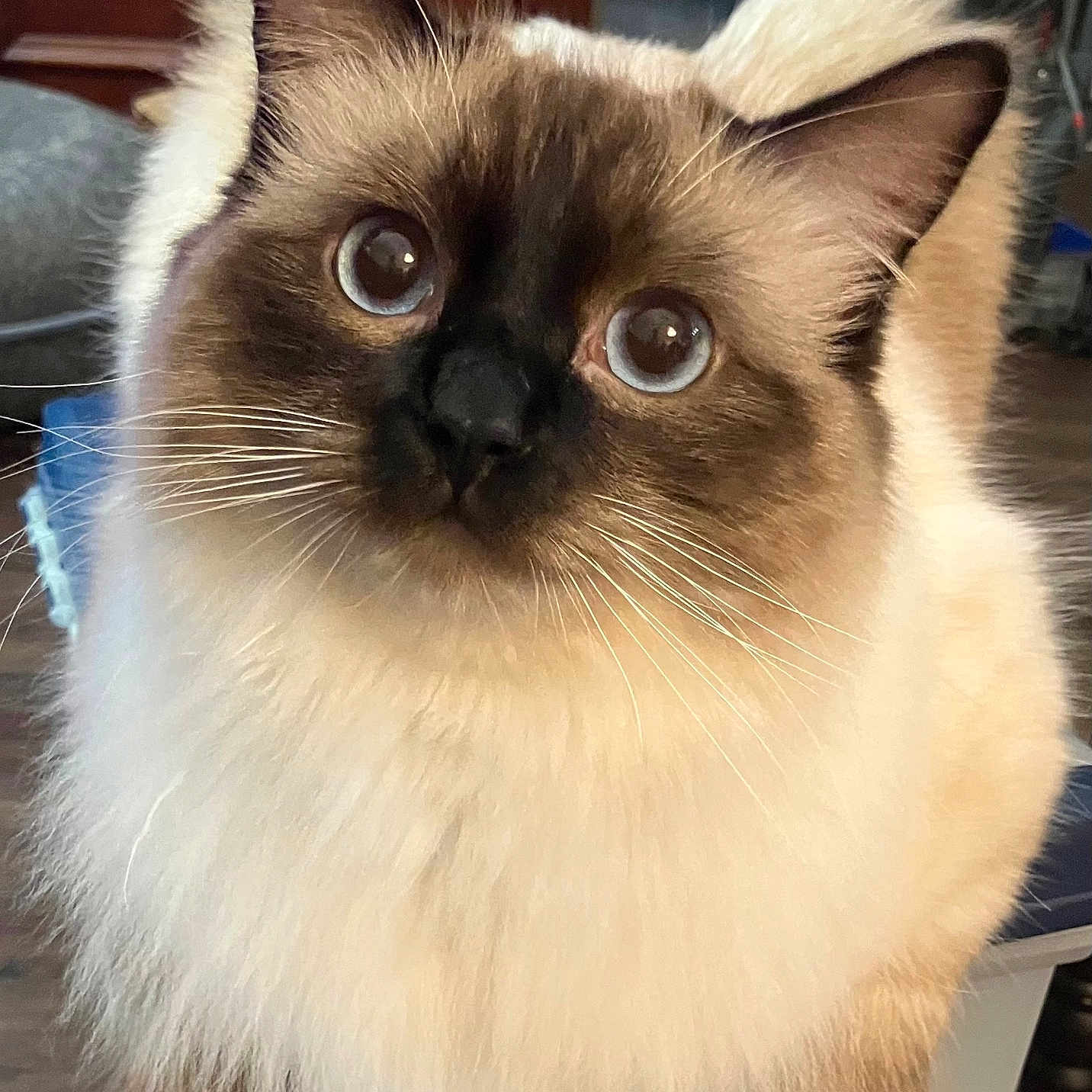 Vanilla Bean is registered to the contest to win money with this photo: animal, brown_color, cat, close_up, cream_color, curious, cute, domestic, ears, feline, fluffy, fur, household, indoor, looking_up, pet, soft, whiskers, wide_eyes, wooden_furniture