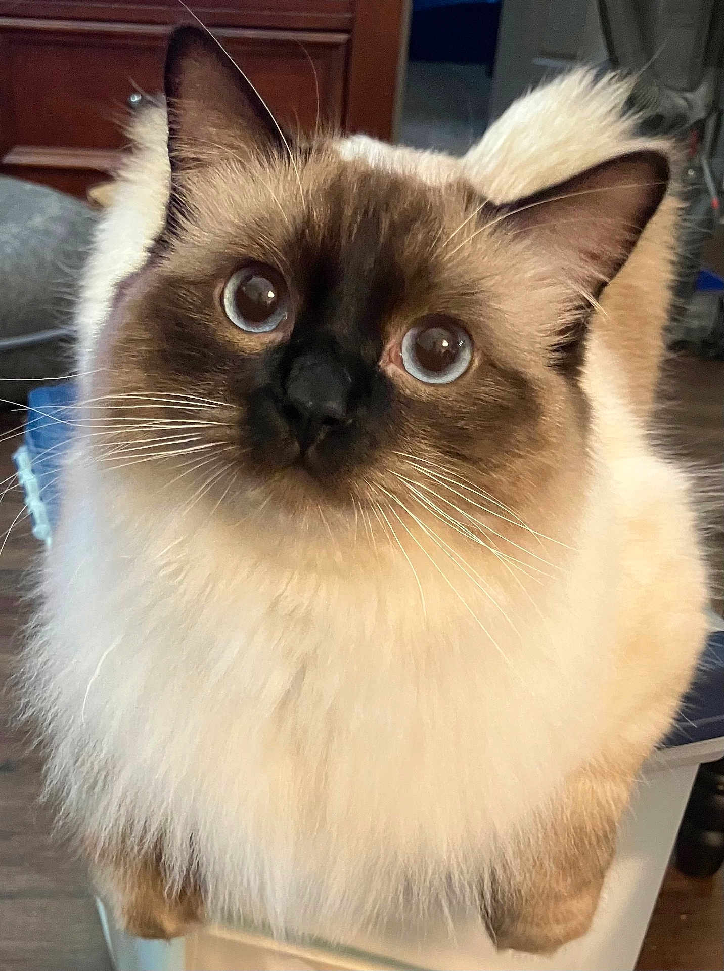 Vanilla Bean is registered to the contest to win money with this photo: cat, fluffy, indoor, curious, wide_eyes, cream_color, brown_color, pet, feline, whiskers, ears, fur, domestic, close_up, animal, cute, looking_up, household, wooden_furniture, soft