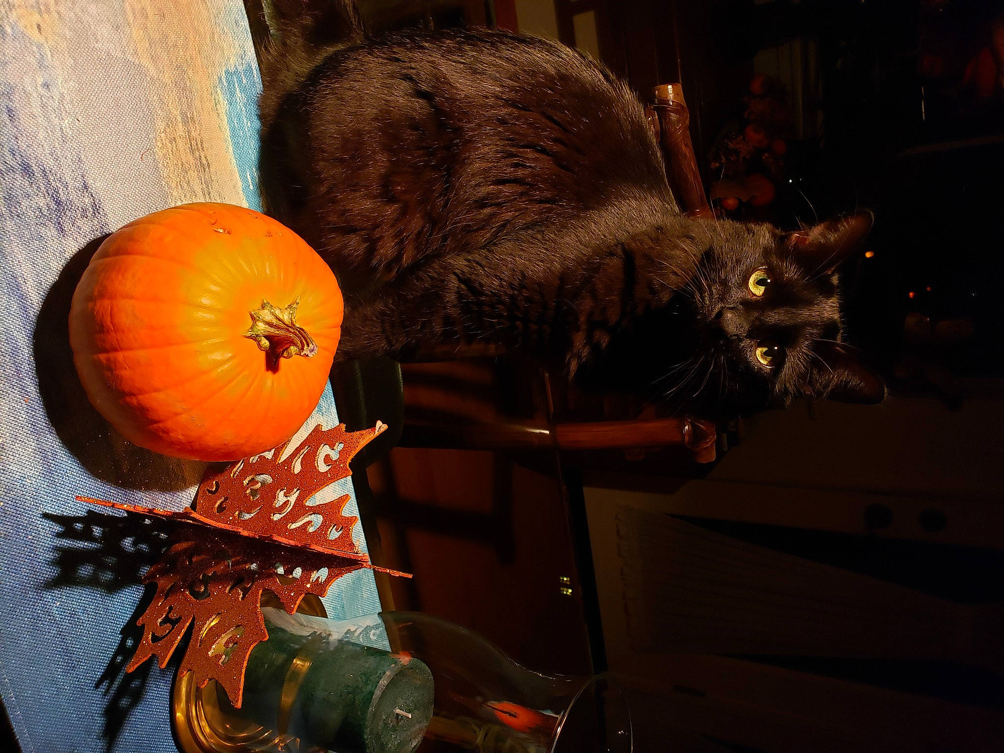 Simba joined the competition — help win amazing prizes! art, calabaza, carnivore, cat, cucurbita, felidae, food, fruit, gourd, natural_foods, orange, plant, pumpkin, small_to_medium_sized_cats, squash, tail, tints_and_shades, vegetable, whiskers, winter_squash