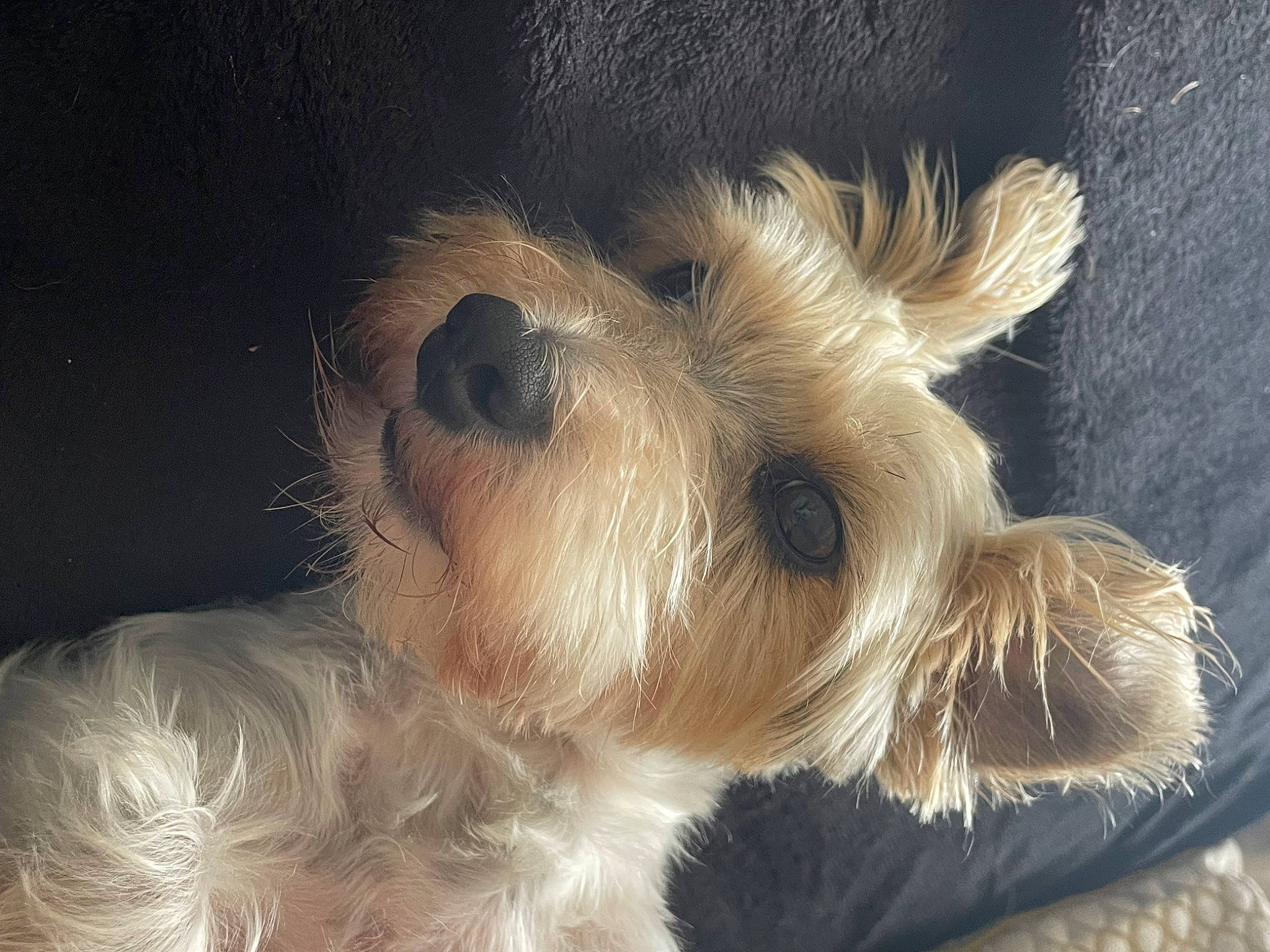 Hollie is registered to the contest to win money with this photo: biewer_terrier, canidae, carnivore, companion_dog, dog, dog_breed, ear, fawn, fur, maltepoo, paw, schnauzer, small_terrier, snout, sporting_group, tail, terrier, toy_dog, whiskers, working_animal