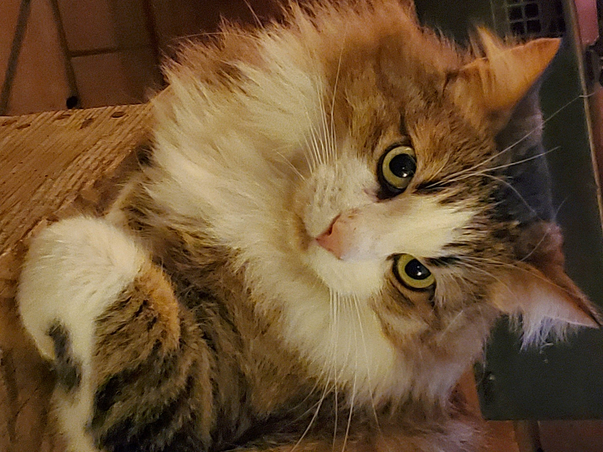 Orezza a rejoint le concours — aidez-le/la à gagner de superbes lots ! carnivore, cat, claw, domestic_short_haired_cat, felidae, fur, paw, small_to_medium_sized_cats, snout, terrestrial_animal, whiskers, wood