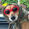 accessory, animal, brown_fur, canine, car_interior, close_up, cute, dog, fashion, greenery, leash, nature_background, pet, portrait, reflection, scarf, seat, sunglasses, sunny, window