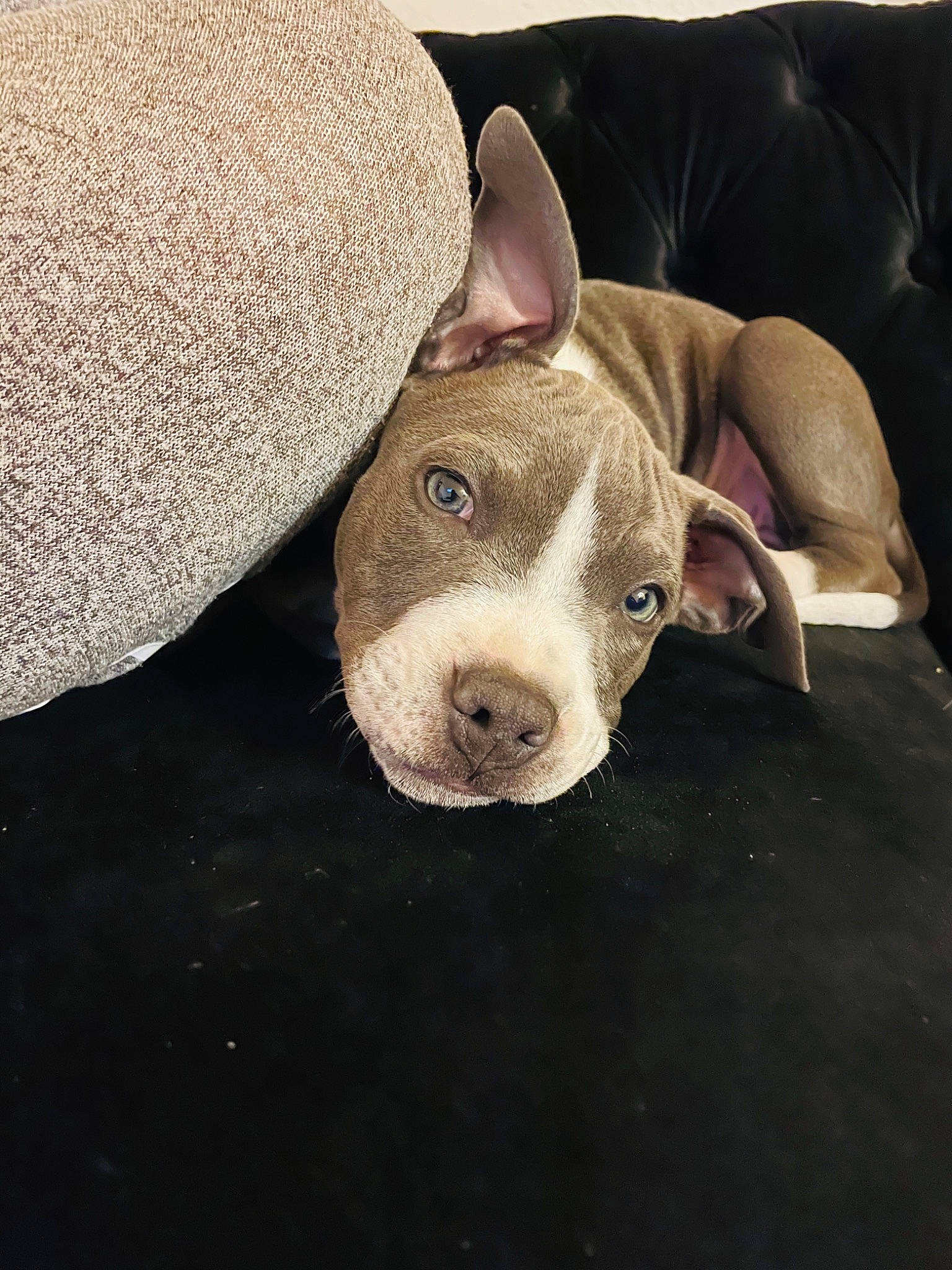 Sicily joined the competition — help win amazing prizes! canidae, carnivore, comfort, companion_dog, couch, dog, dog_breed, ear, fawn, fur, jaw, metal, non_sporting_group, snout, sporting_group, tail, terrestrial_animal, whiskers, working_animal