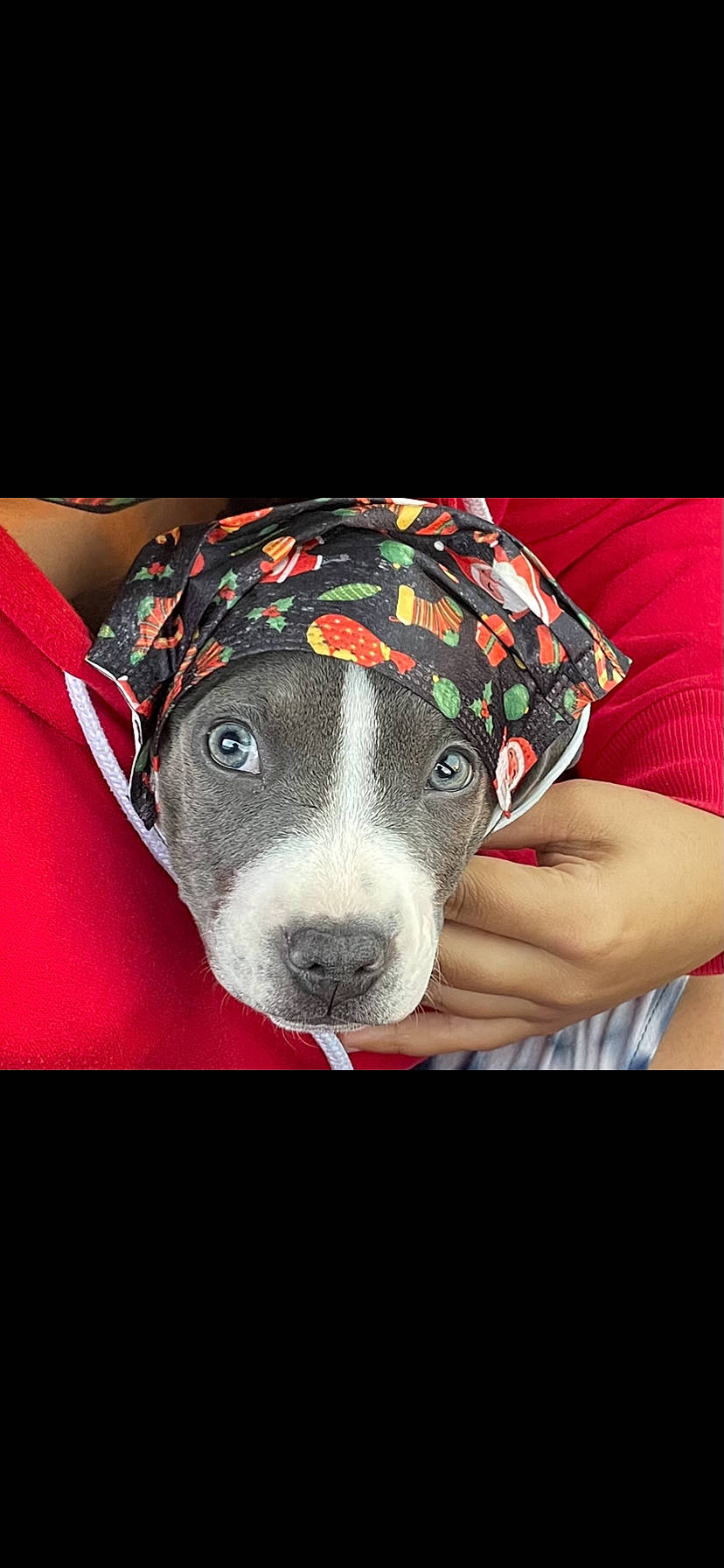 Sicily joined the competition — help win amazing prizes! canidae, carnivore, collar, companion_dog, dog, dog_breed, dog_clothes, dog_collar, dog_supply, fashion_accessory, fawn, non_sporting_group, pattern, personal_protective_equipment, pet_supply, puppy, sleeve, sporting_group, whiskers, working_animal