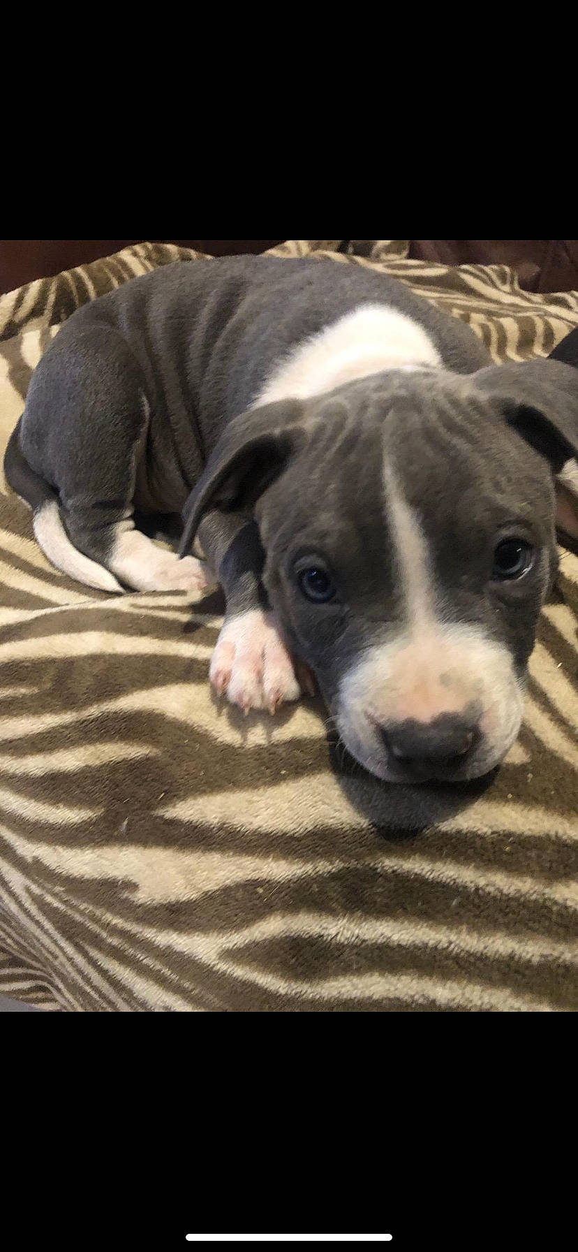 Sicily joined the competition — help win amazing prizes! canidae, carnivore, comfort, companion_dog, dog, dog_breed, fawn, flooring, fur, non_sporting_group, snout, sporting_group, tail, terrestrial_animal, whiskers, wood, working_animal