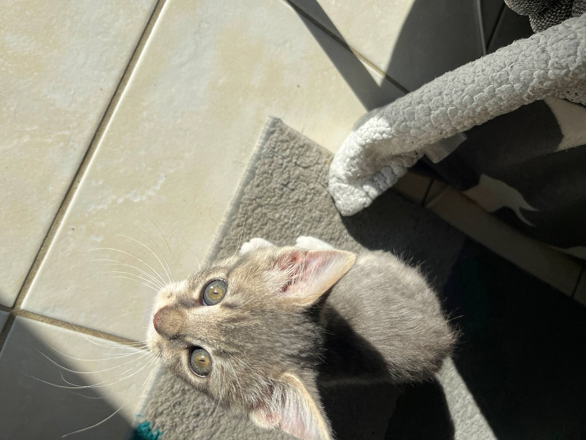 Tina participe au concours pour gagner de l'argent avec cette photo : carnivore, cat, claw, domestic_short_haired_cat, fawn, felidae, flooring, foot, fur, grey, paw, road_surface, small_to_medium_sized_cats, snout, tail, whiskers, window, wood