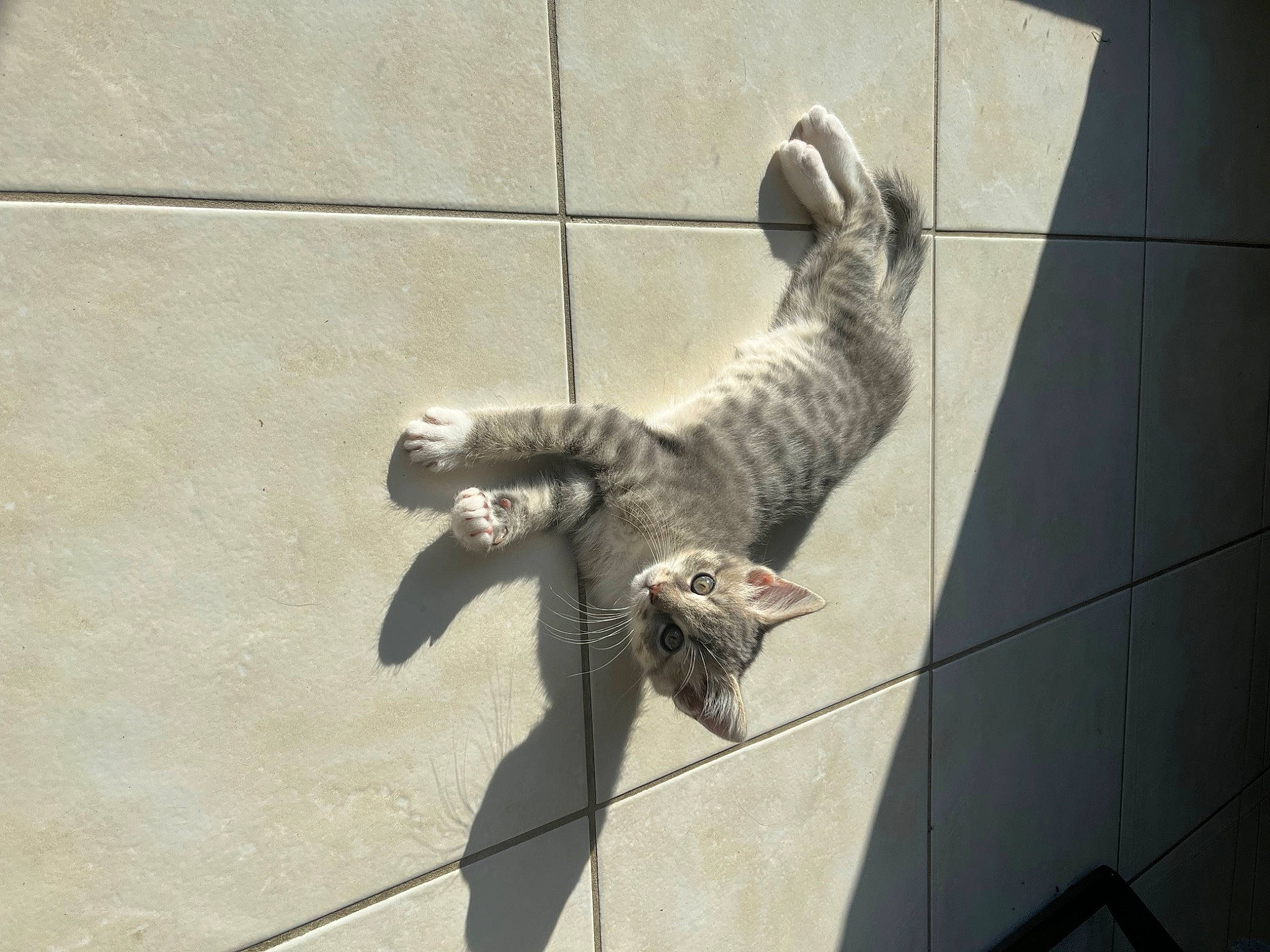 Tina participe au concours pour gagner de l'argent avec cette photo : canidae, carnivore, cat, claw, domestic_short_haired_cat, felidae, flooring, foot, fur, grey, leash, monochrome, monochrome_photography, shadow, small_to_medium_sized_cats, snout, tail, terrestrial_animal, whiskers, wood