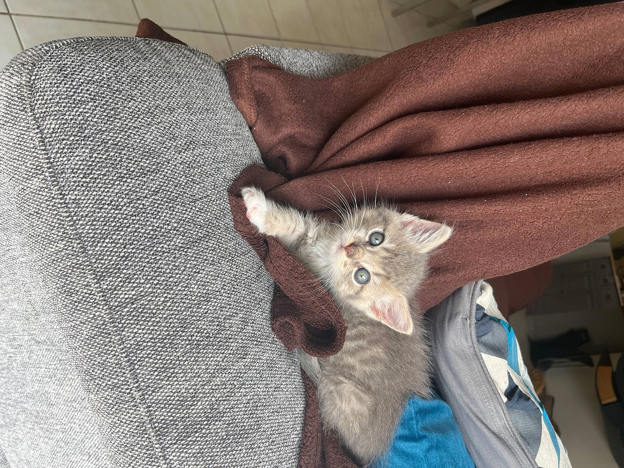 Tina a rejoint le concours — aidez-le/la à gagner de superbes lots ! carnivore, cat, claw, comfort, couch, domestic_short_haired_cat, fawn, felidae, fur, grey, knitting, linens, paw, small_to_medium_sized_cats, tail, textile, thread, whiskers, wool, woven_fabric