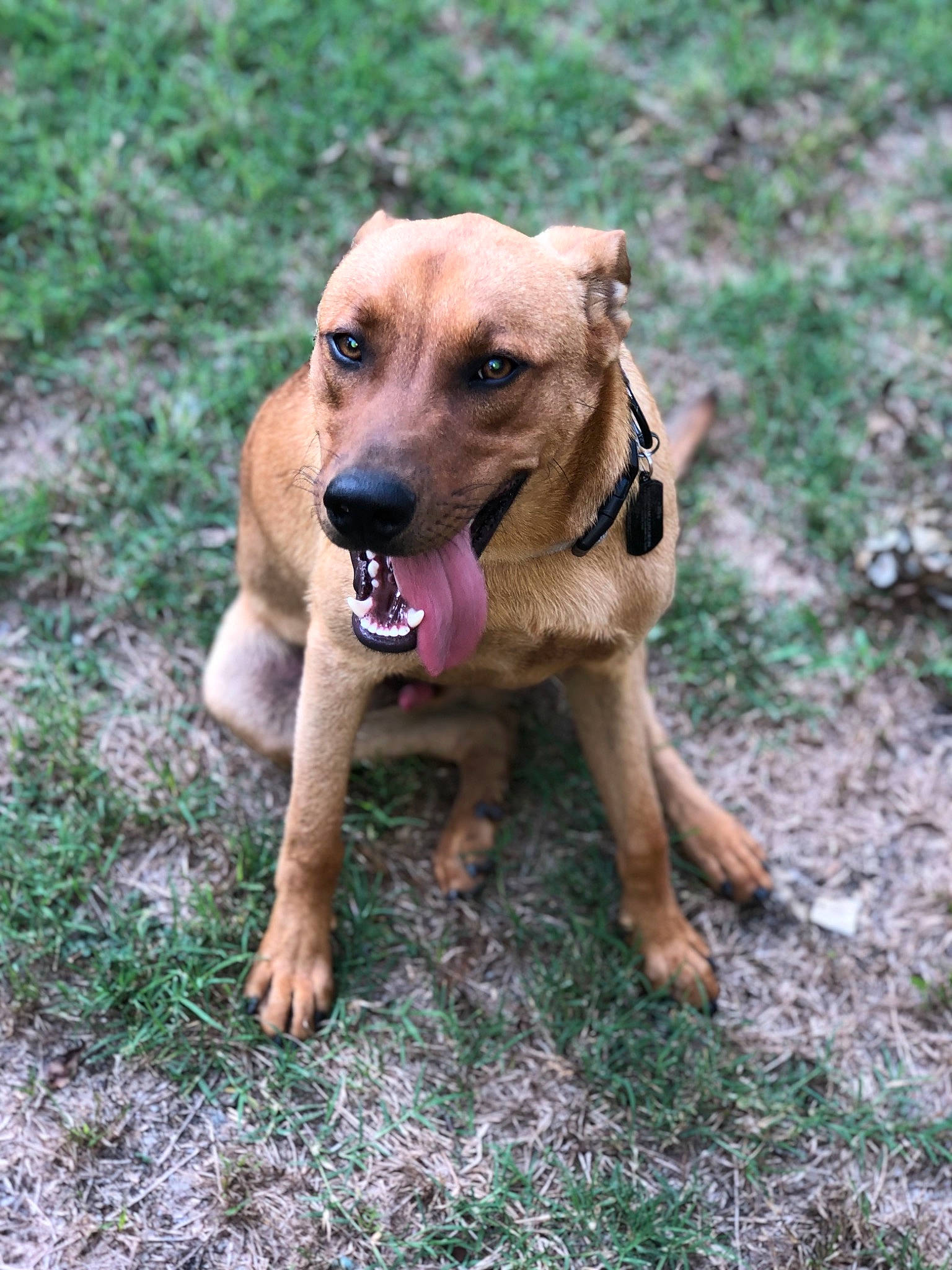 Rosco is registered to the contest to win money with this photo: black_mouth_cur, canidae, carlin_pinscher, carnivore, dog, dog_breed, fawn, hound, mammal, mountain_cur, potcake_dog, rare_breed_dog, rhodesian_ridgeback, snout, sporting_group, vertebrate, working_dog