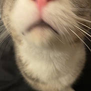 Momo joined the competition — help win amazing prizes! animal, blurred, cat, close, close_up, curious, cute, eye, face, feline, fur, indoor, nose, pet, pink_nose, portrait, soft, tabby, whiskers, white_fur