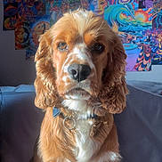 Ozzy joined the competition — help win amazing prizes! dog, golden_brown, white_markings, cocker_spaniel, pet, indoor, couch, colorful_mural, art, psychedelic, portrait, sitting, fur, collar, natural_light, home, animal, cute, expression, background