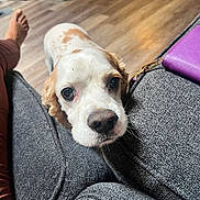 Charlie Bean joined the competition — help win amazing prizes! dog, pet, close_up, indoor, wooden_floor, dog_bed, sofa, gray_fabric, wallet, brown_spots, white_fur, cute, looking_up, resting_head, human_leg, cozy, domestic, animal, companion, floor